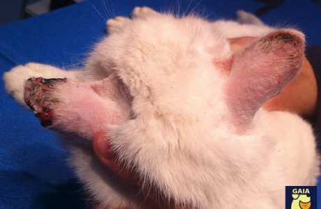 Carcinoma Squamocellulare del Gatto: Come Evitarlo