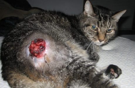 Fibrosarcoma del gatto