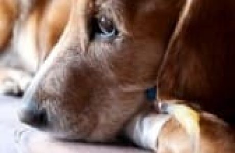 I Tumori del Cane e del Gatto: Terapia