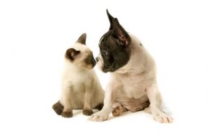 Leucemia del Cane e del Gatto